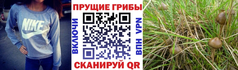 KRAKEN сайт  цены наркотик  Баймак  Псилоцибиновые грибы GOLDEN TEACHER 